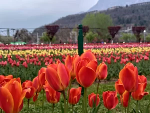 Srinagar’s Tulip Garden Set to Enchant Visitors with a Riot of Colors and Fragrances