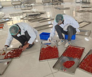 IIKSTC Pampore Transforms Kashmir Saffron Harvest with Advanced Processing Facilities