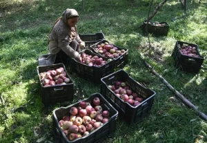 Kashmiri Apple Growers Rush to Market as Prices Surge Ahead of Ramadhan