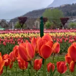 Srinagar's Tulip Garden Set to Enchant Visitors with a Riot of Colors and Fragrances