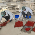 IIKSTC Pampore Transforms Kashmir Saffron Harvest with Advanced Processing Facilities