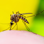 Bangladesh Faces Unprecedented Dengue Crisis, Death Toll Exceeds 400
