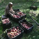 Kashmiri Apple Growers Rush to Market as Prices Surge Ahead of Ramadhan