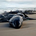 Tragic Mass Stranding: 157 Dolphins Beached on Remote Australian Shore