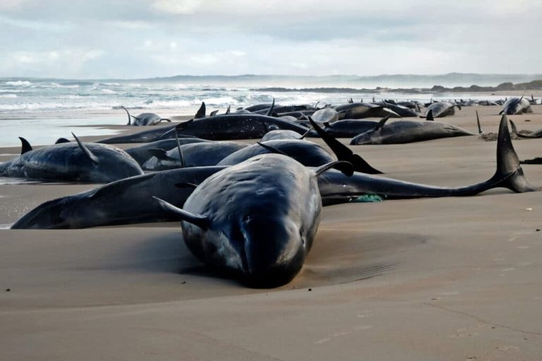 Tragic Mass Stranding: 157 Dolphins Beached on Remote Australian Shore