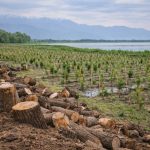 1.35 Lakh Willows Removed at Wular Lake, 19 Lakh Saplings Raised: J&K Govt Calls It Ecological Restoration, Not Deforestation