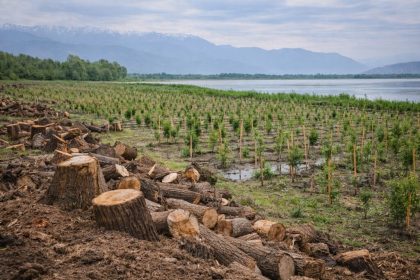 1.35 Lakh Willows Removed at Wular Lake, 19 Lakh Saplings Raised: J&K Govt Calls It Ecological Restoration, Not Deforestation