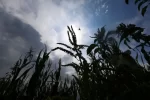 World Food Prices Reach Three-Year High in July as Weather Extremes and Conflicts Push Costs Higher