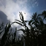 World Food Prices Reach Three-Year High in July as Weather Extremes and Conflicts Push Costs Higher