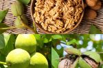 Walnut Farming in Kashmir Offers Strong Returns, but Labour Costs Remain a Major Challenge