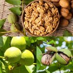 Walnut Farming in Kashmir Offers Strong Returns, but Labour Costs Remain a Major Challenge