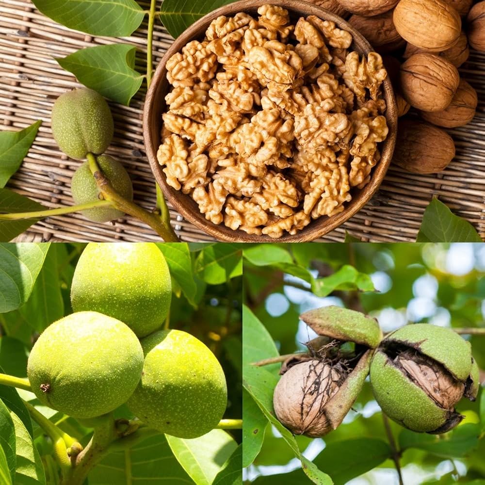 Walnut Farming in Kashmir Offers Strong Returns, but Labour Costs Remain a Major Challenge
